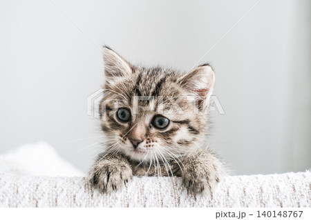 Cute tabby kitten with curious blue eyes peeking over a textured white surface 140148767