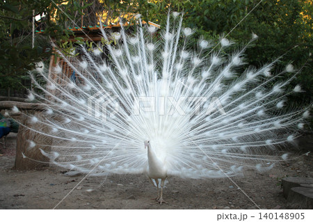 white peacock white peacock 140148905