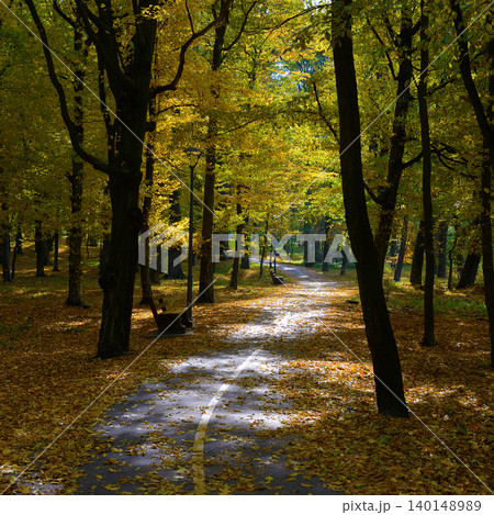Autumn Park Pathway With Golden Leaves And Benches Autumn Park Pathway With Golden Leaves And Benches 140148989
