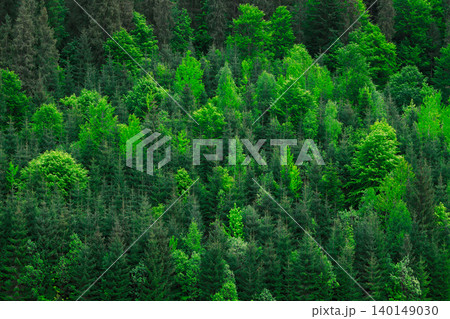 aerial view showcases a dense forest with a variety of trees displaying lush green foliage and varying shades of emerald aerial view showcases a dense forest with a variety of trees displaying lush green foliage and varying shades of emerald 140149030