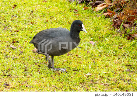 A Eurasian Coot water bird foraging for food on a grassy field 140149051