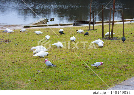 A group of Sulphur Crested Cockatoos and Galahs foraging for food A group of Sulphur Crested Cockatoos and Galahs foraging for food 140149052