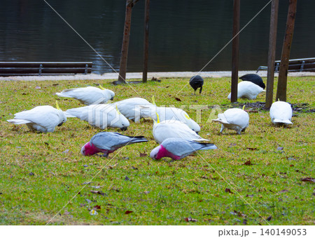 A group of Sulphur Crested Cockatoos and Galahs foraging for food A group of Sulphur Crested Cockatoos and Galahs foraging for food 140149053