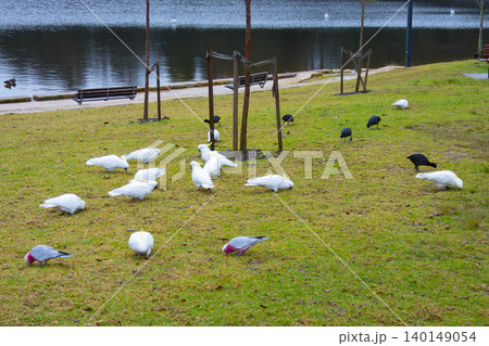 A group of Sulphur Crested Cockatoos and Galahs foraging for food A group of Sulphur Crested Cockatoos and Galahs foraging for food 140149054