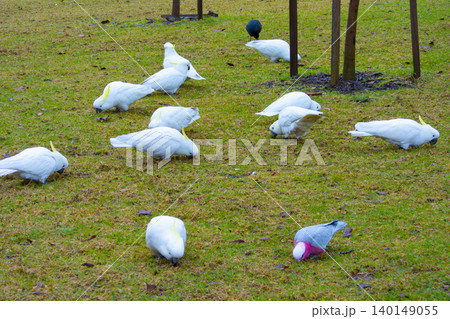 A group of Sulphur Crested Cockatoos and Galahs foraging for food A group of Sulphur Crested Cockatoos and Galahs foraging for food 140149055