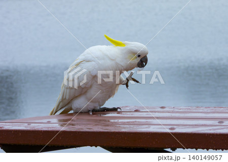 A Sulphur Crested Cockatoo standing on a picnic table in the rain 140149057