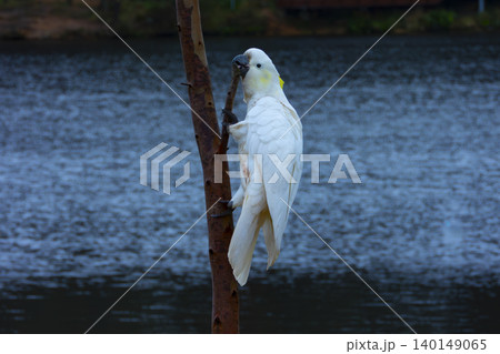 A Sulphur Crested Cockatoo foraging for food in a tree 140149065