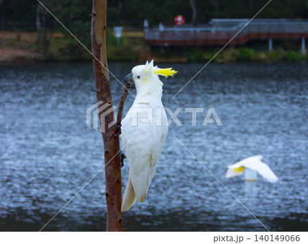 A Sulphur Crested Cockatoo foraging for food in a tree A Sulphur Crested Cockatoo foraging for food in a tree 140149066