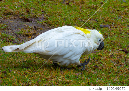 A Sulphur Crested Cockatoo foraging for food in a grassy field A Sulphur Crested Cockatoo foraging for food in a grassy field 140149072