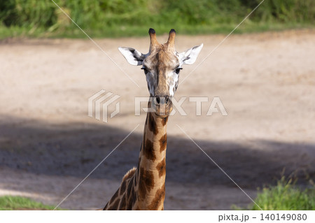 Portrait of the head of a Giraffe in the outdoors on a sunny day Portrait of the head of a Giraffe in the outdoors on a sunny day 140149080