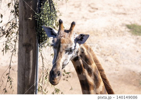 Portrait of the head of a Giraffe in the outdoors on a sunny day Portrait of the head of a Giraffe in the outdoors on a sunny day 140149086
