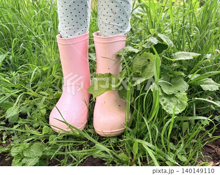 Pink rubber boots are placed on the feet of a little girl standing in wet grass Pink rubber boots are placed on the feet of a little girl standing in wet grass 140149110