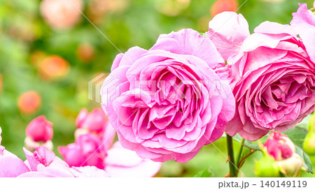 ピンクのバラの花 ピンクのバラの花 140149119