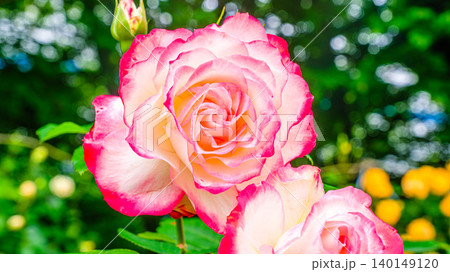 バラの花 140149120