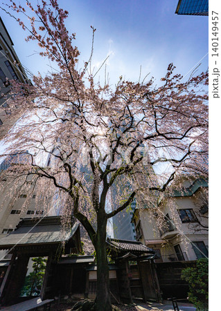 新宿常圓寺のしだれ桜と高層ビル群 新宿常圓寺のしだれ桜と高層ビル群 140149457