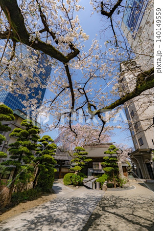 常圓寺境内を彩る桜 常圓寺境内を彩る桜 140149559
