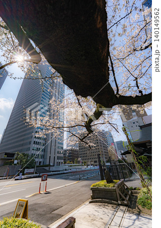 常圓寺の桜越しに望む西新宿の高層ビル群 常圓寺の桜越しに望む西新宿の高層ビル群 140149562