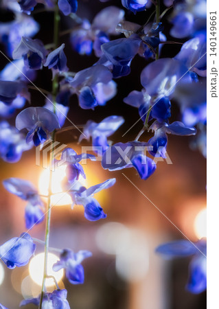 夜の暗闇にライトアップされて幻想的に浮かび上がる美しい紫色の藤の花 夜の暗闇にライトアップされて幻想的に浮かび上がる美しい紫色の藤の花 140149661