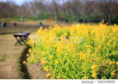 菜の花 春のイメージ 菜の花 春のイメージ 140149895