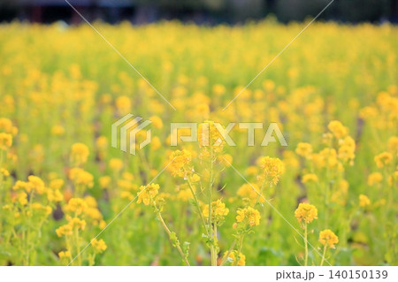 菜の花　春のイメージ 140150139