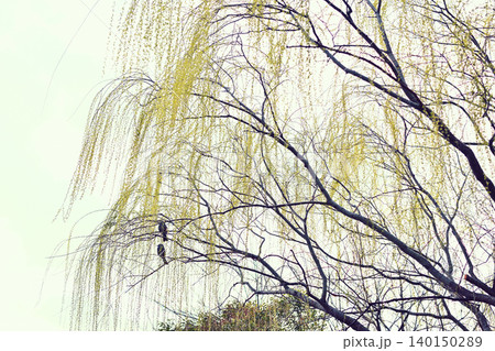 鳥が止まった柳の木 鳥が止まった柳の木 140150289