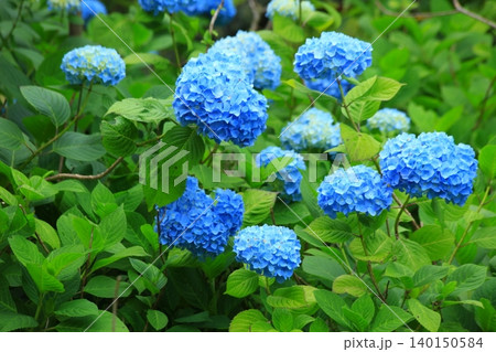 青い紫陽花満開 青い紫陽花満開 140150584