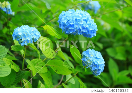 青い紫陽花満開 青い紫陽花満開 140150585