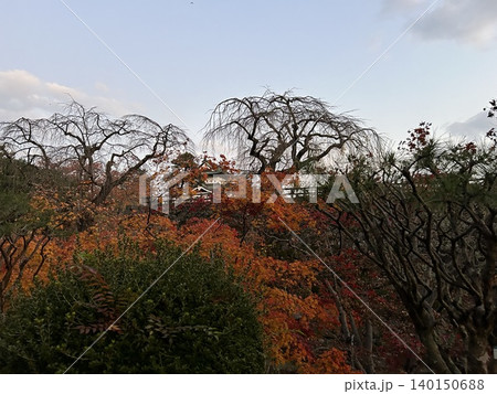 青森県弘前市の弘前公園の11月の紅葉と木の陰に見える弘前城です。 青森県弘前市の弘前公園の11月の紅葉と木の陰に見える弘前城です。 140150688