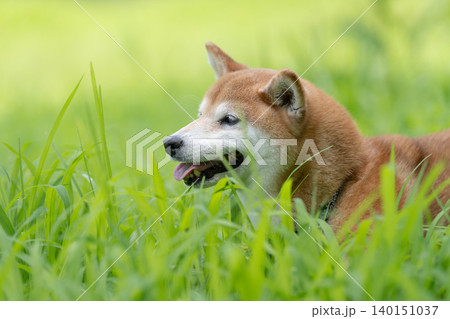 野原で遊ぶ柴犬 可愛い柴犬 柴犬茜 野原で遊ぶ柴犬 可愛い柴犬 柴犬茜 140151037