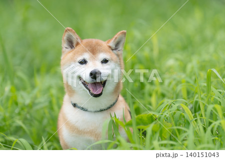 野原で遊ぶ柴犬 可愛い柴犬 柴犬茜 野原で遊ぶ柴犬 可愛い柴犬 柴犬茜 140151043