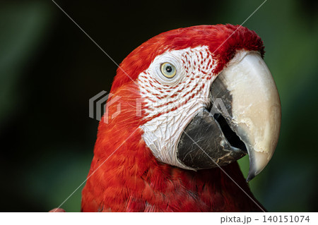 Detailed Ara Macao Parrot Head Portrait. Detailed Ara Macao Parrot Head Portrait. 140151074