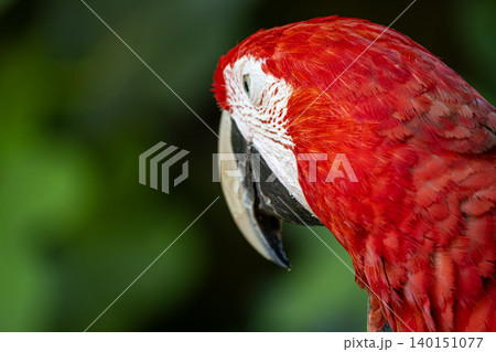 Detailed Ara Macao Parrot Head Portrait. Detailed Ara Macao Parrot Head Portrait. 140151077