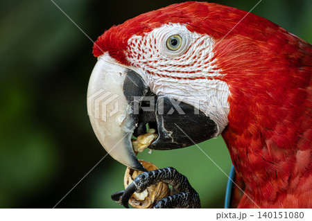 Detailed Ara Macao Parrot Head Portrait. 140151080