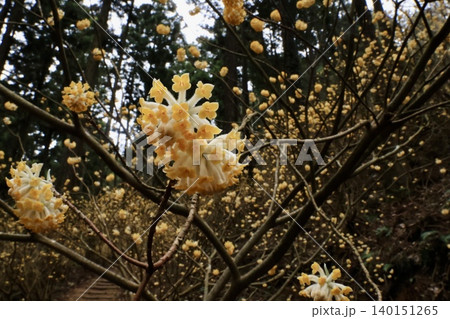 ミツマタの花が咲いています ミツマタの花が咲いています 140151265