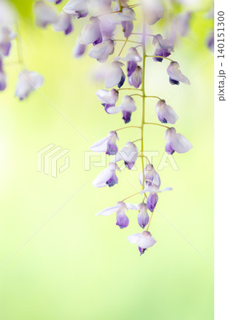 薄緑色の背景にある一房の藤の花 140151300