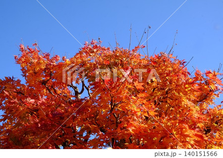【神奈川県】真っ赤に染まった紅葉 140151566