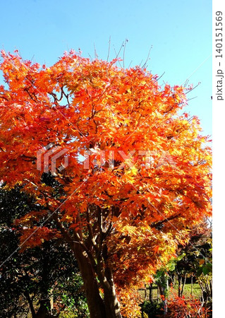 【神奈川県】真っ赤に染まった紅葉 【神奈川県】真っ赤に染まった紅葉 140151569