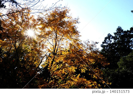 【神奈川県】紅葉した木々と太陽 【神奈川県】紅葉した木々と太陽 140151573