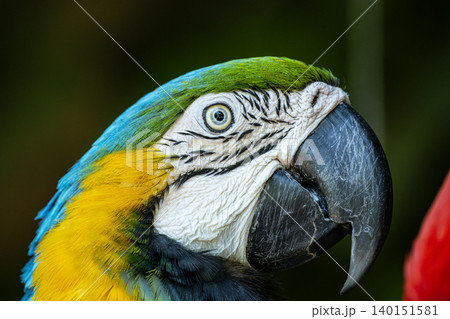 Blue and Yellow Macaw Ara Ararauna Portrait. 140151581
