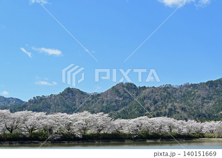 快晴の青空と美しい山並みに映える満開の桜並木風景 春の観光や行楽イメージ 福島県楢葉町 上繁岡大堤 快晴の青空と美しい山並みに映える満開の桜並木風景 春の観光や行楽イメージ 福島県楢葉町 上繁岡大堤 140151669