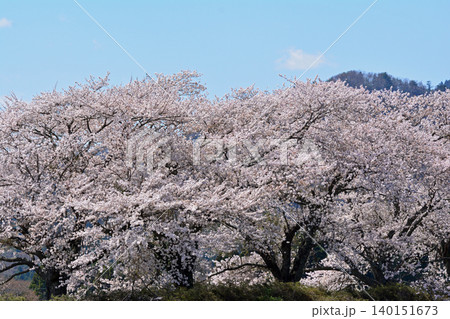 快晴の広い青空に映える満開の桜の大木と山並みの望遠風景 春の観光やコピースペースイメージ 140151673