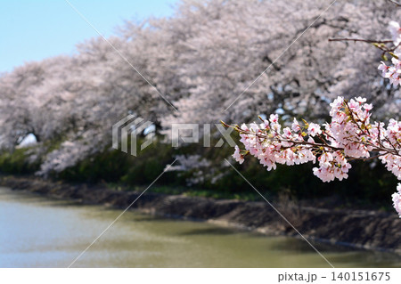 穏やかな水面と桜並木の美しい大ボケに映える満開の桜の枝のクローズアップ 望遠撮影風景 福島県楢葉町 穏やかな水面と桜並木の美しい大ボケに映える満開の桜の枝のクローズアップ 望遠撮影風景 福島県楢葉町 140151675