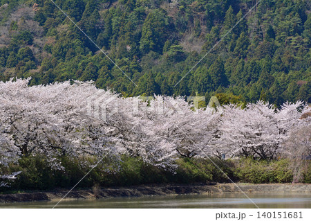 深い山の新緑と水面に映える満開の桜並木の望遠風景 圧倒的な密度と春の自然イメージ 福島県楢葉町 深い山の新緑と水面に映える満開の桜並木の望遠風景 圧倒的な密度と春の自然イメージ 福島県楢葉町 140151681