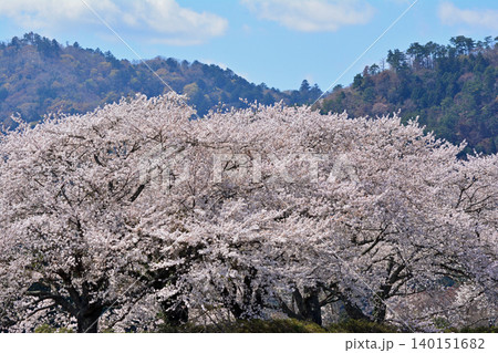 圧倒的な満開の桜の大木と美しい山並みの望遠風景 春の観光や満開イメージ 福島県楢葉町 上繁岡大堤 圧倒的な満開の桜の大木と美しい山並みの望遠風景 春の観光や満開イメージ 福島県楢葉町 上繁岡大堤 140151682