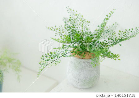 白いカーテンとグリーンの観葉植物 140151719