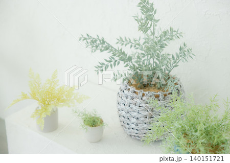 白いカーテンとグリーンの観葉植物 白いカーテンとグリーンの観葉植物 140151721