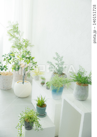 白いカーテンとグリーンの観葉植物 白いカーテンとグリーンの観葉植物 140151728