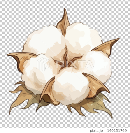 一幅生動的棉花花插圖 一幅生動的棉花花插圖 140151769