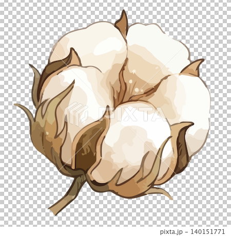 一幅生動的棉花花插圖 140151771