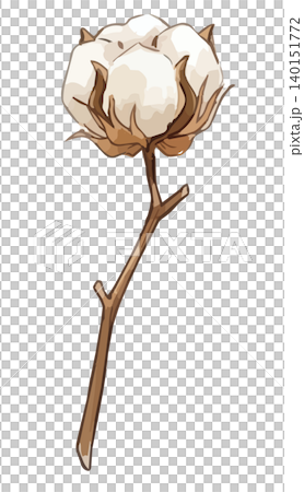 一幅生動的棉花花插圖 140151772